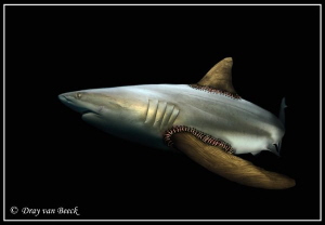 Shark week. Stop finning. 

 by Dray Van Beeck 